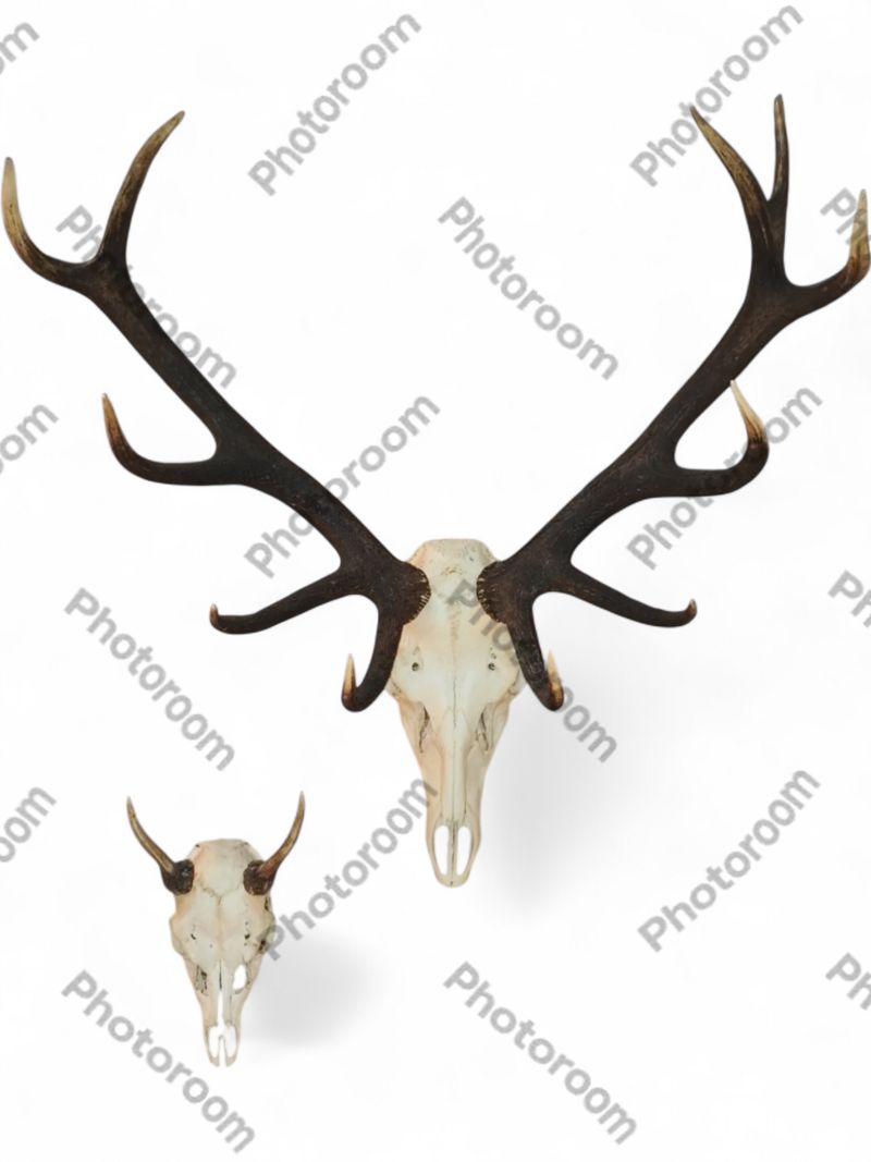 Chalet Trophée de Chasse Cerf - Naturel — photo 1